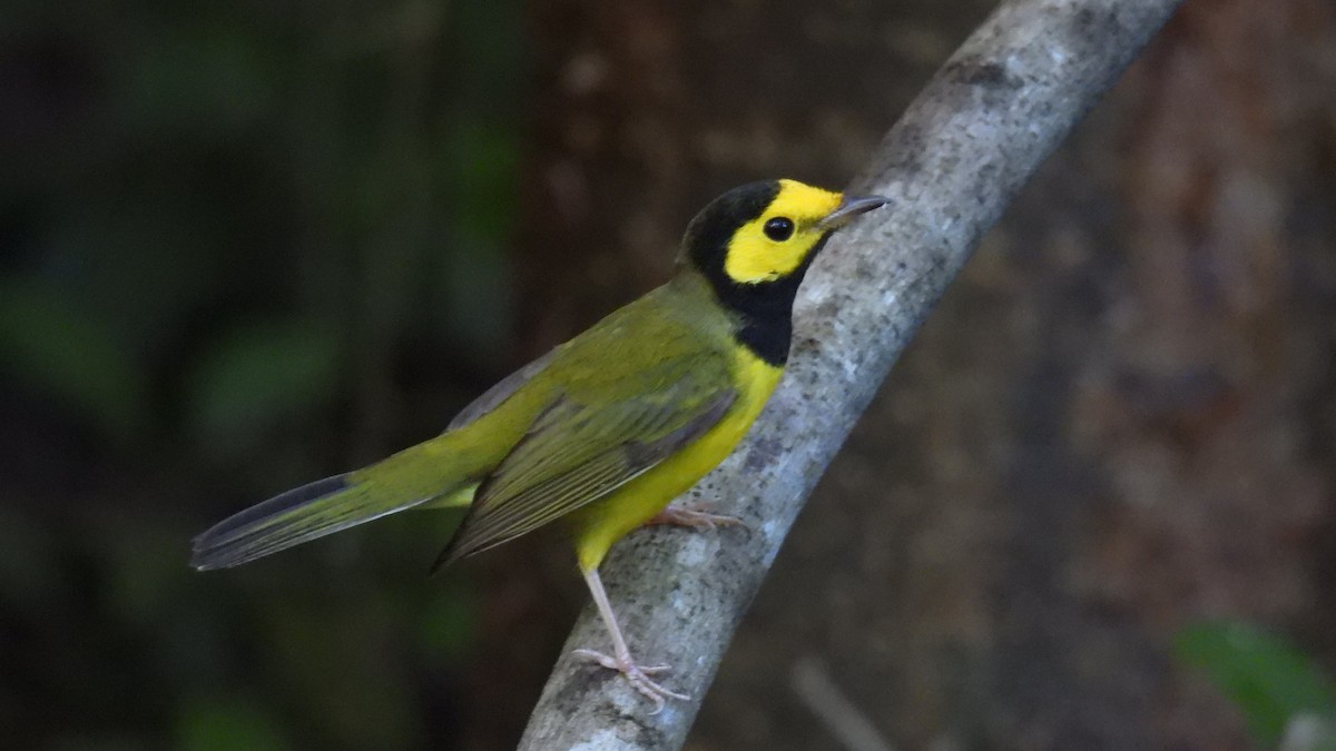 クロズキンアメリカムシクイ - ML647850071