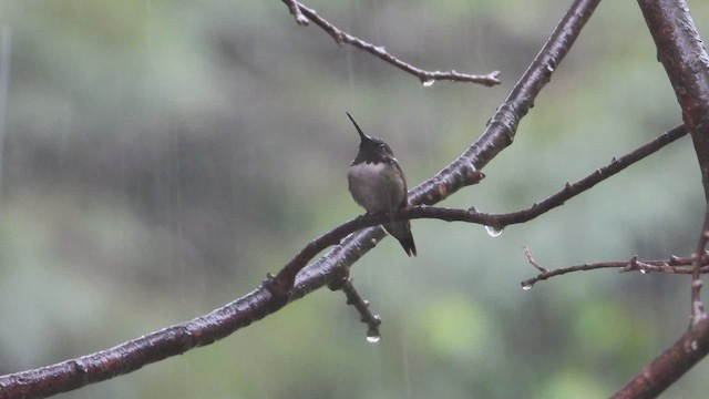 Ruby-throated Hummingbird - ML647850072