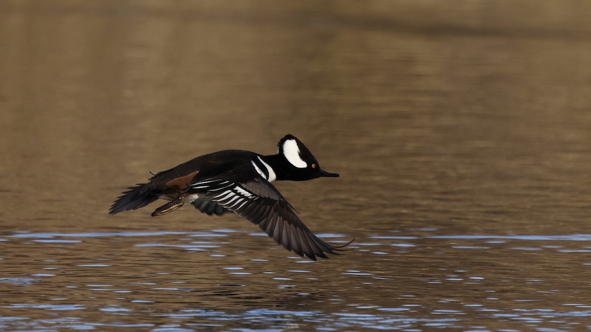 Serreta Capuchona - ML647850079