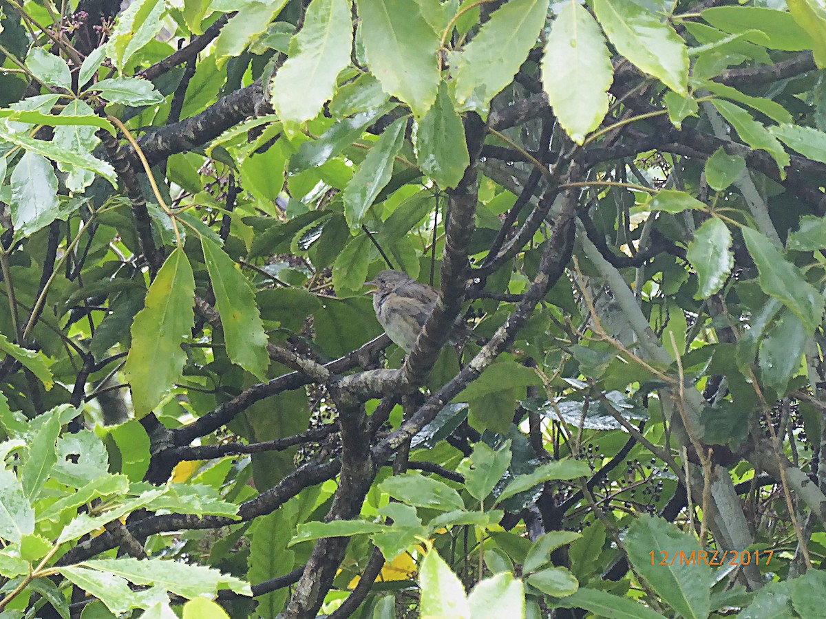 סתרי מצוי - ML647850173