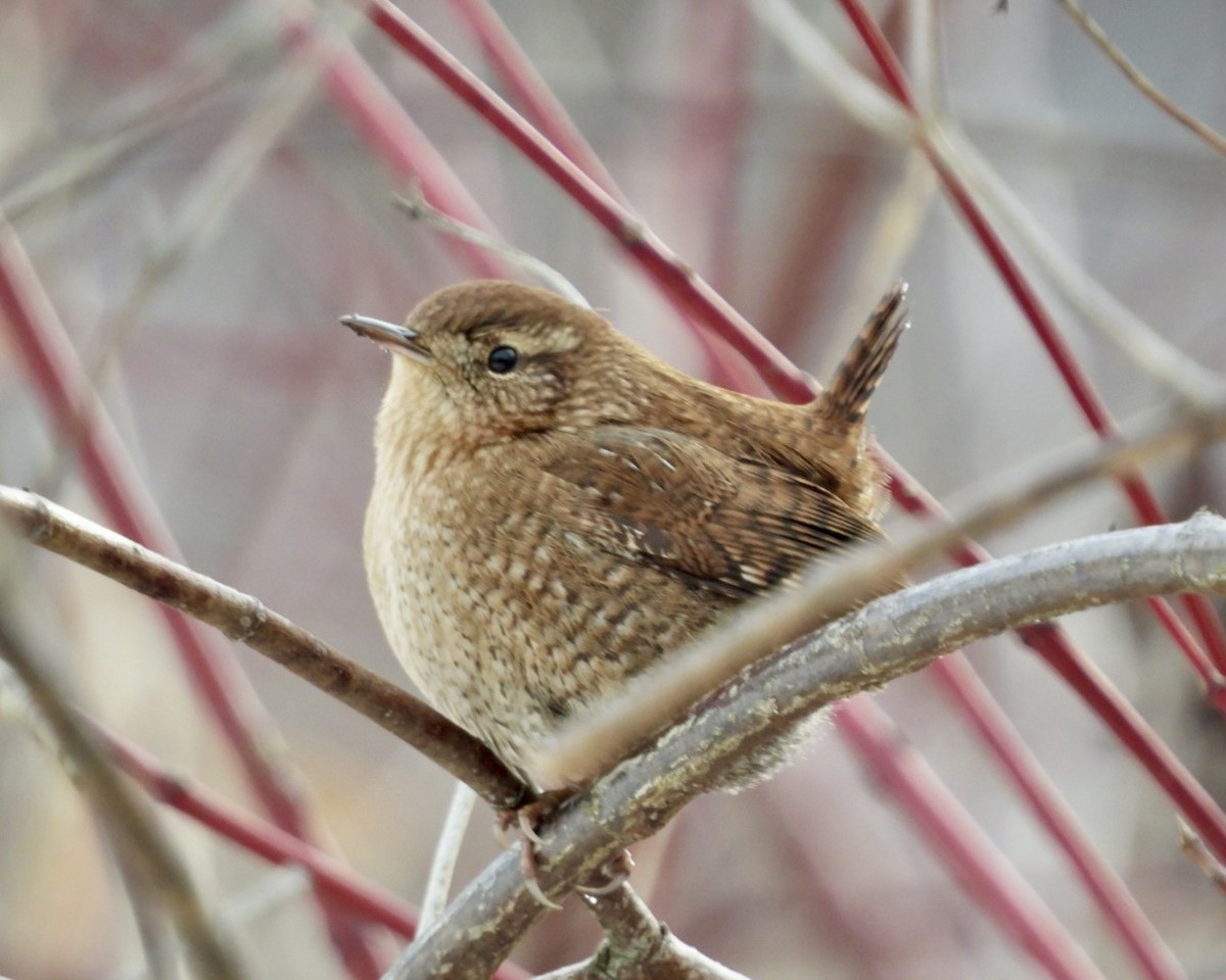 střízlík kanadský - ML647850176