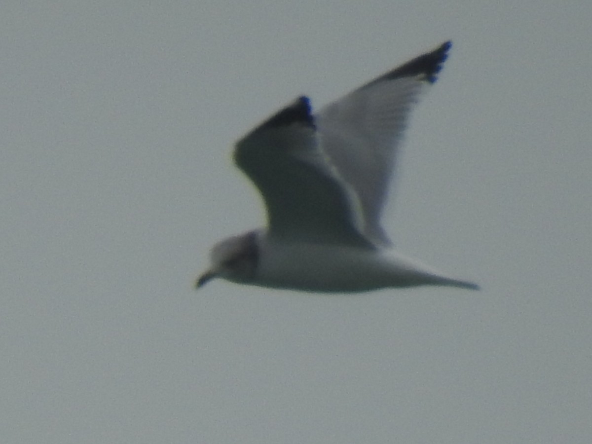 Gaviota de Delaware - ML647850202