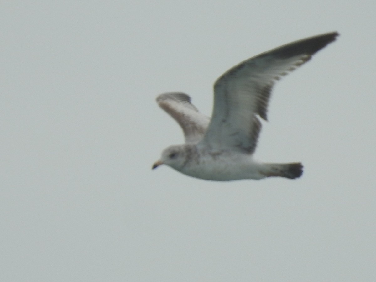 Gaviota de Delaware - ML647850203