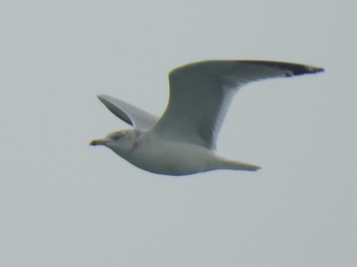 Gaviota de Delaware - ML647850204