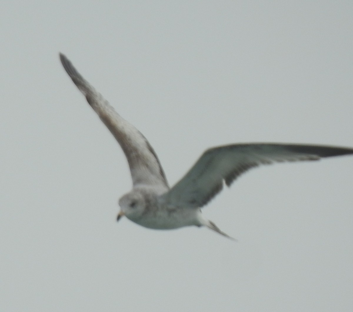 Gaviota de Delaware - ML647850205