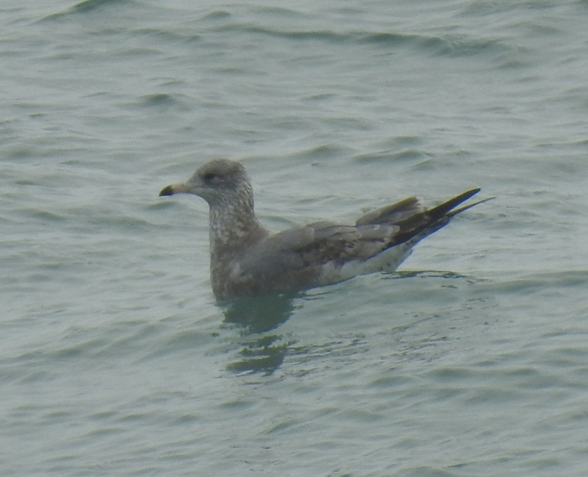 Gaviota de Delaware - ML647850206