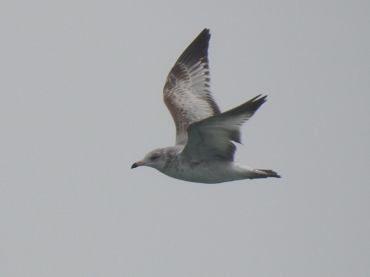 Gaviota de Delaware - ML647850207