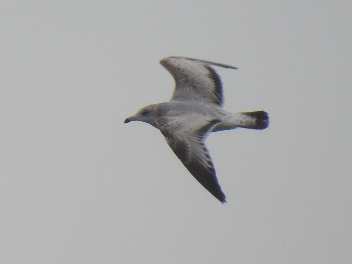 Gaviota de Delaware - ML647850208