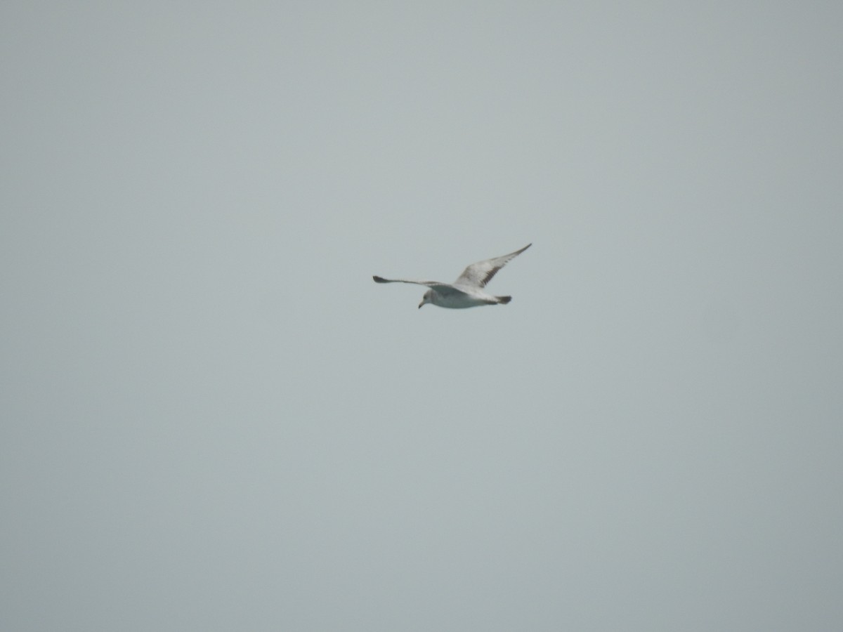 Gaviota de Delaware - ML647850209