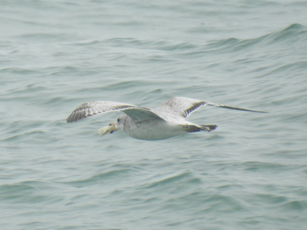 Gaviota de Delaware - ML647850210