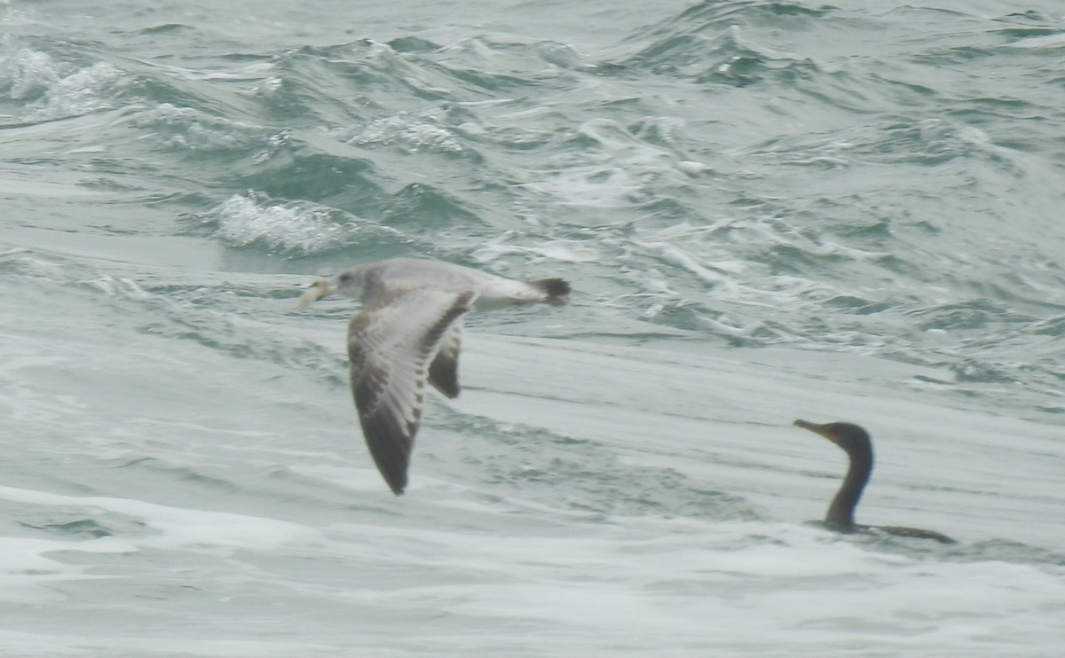 Gaviota de Delaware - ML647850211