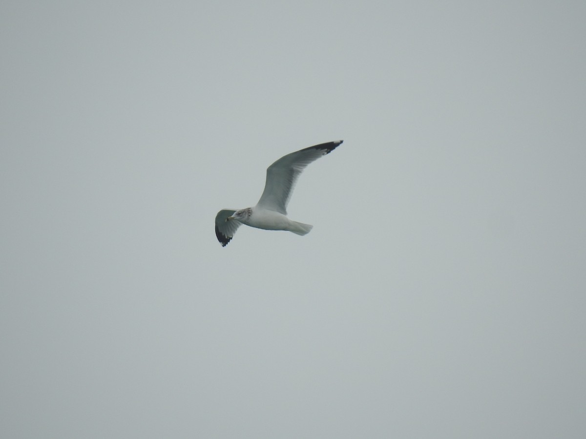 Gaviota de Delaware - ML647850212