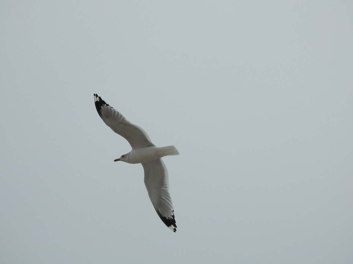 Gaviota de Delaware - ML647850213