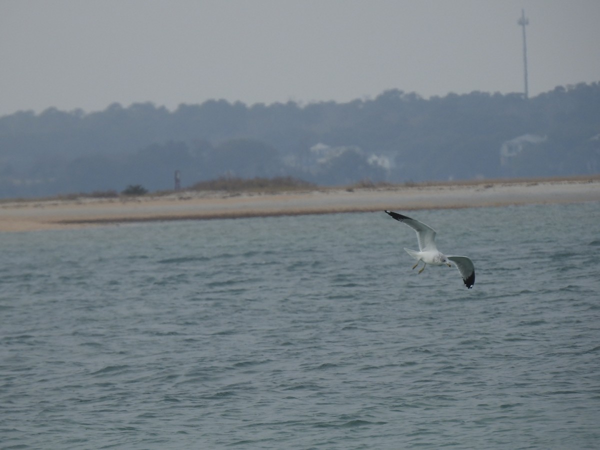 Gaviota de Delaware - ML647850214