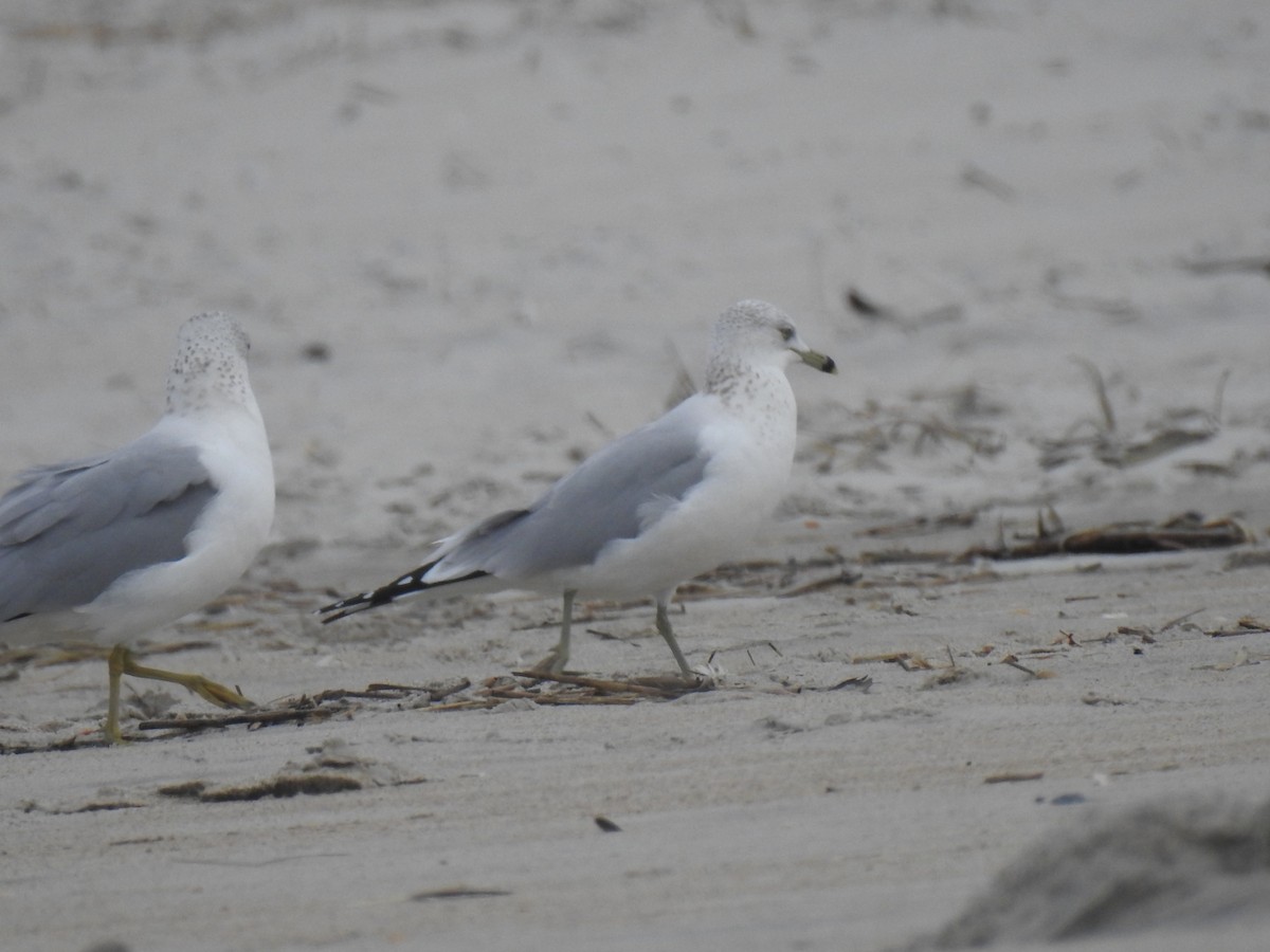 Gaviota de Delaware - ML647850216
