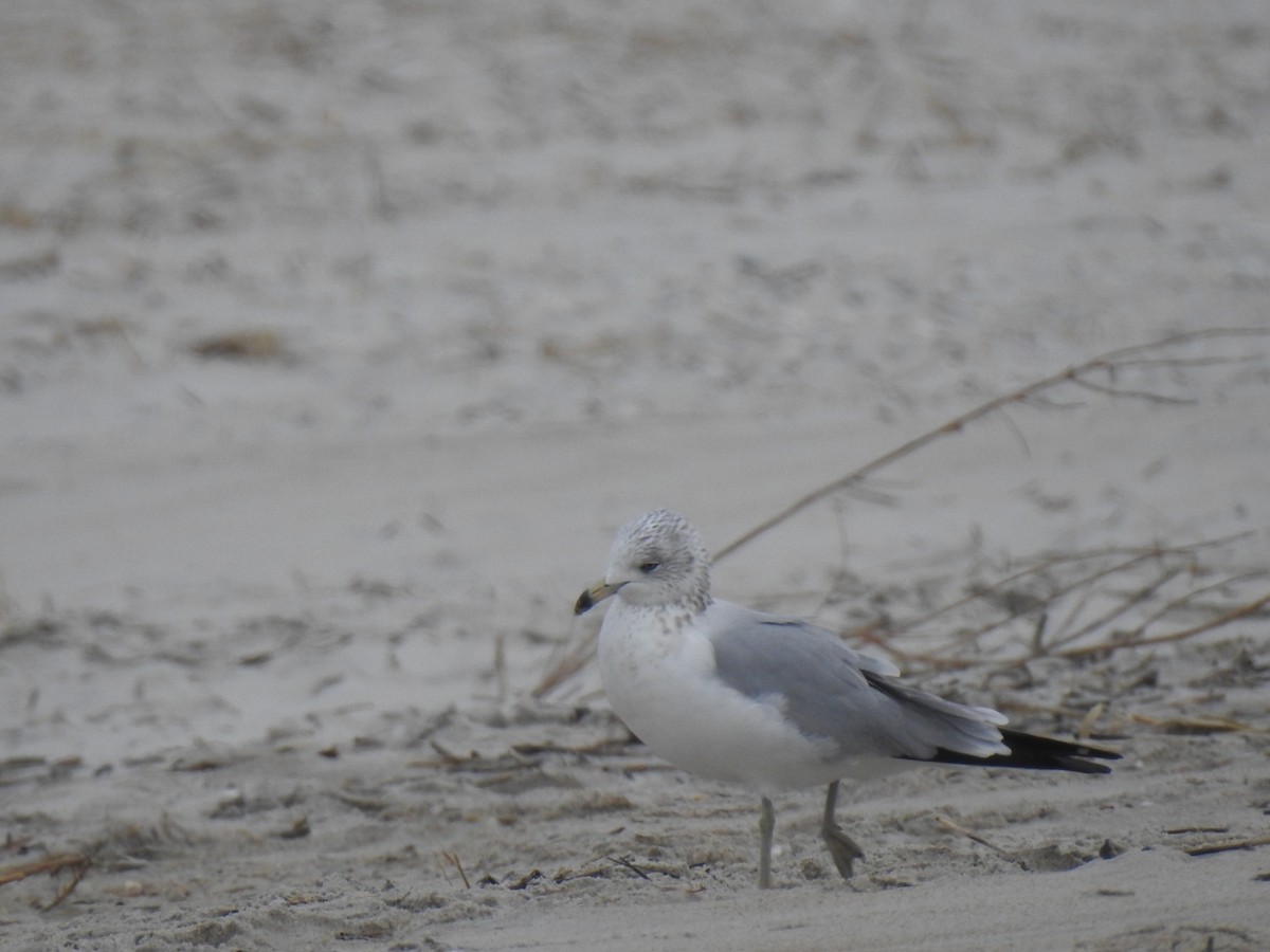 Gaviota de Delaware - ML647850217
