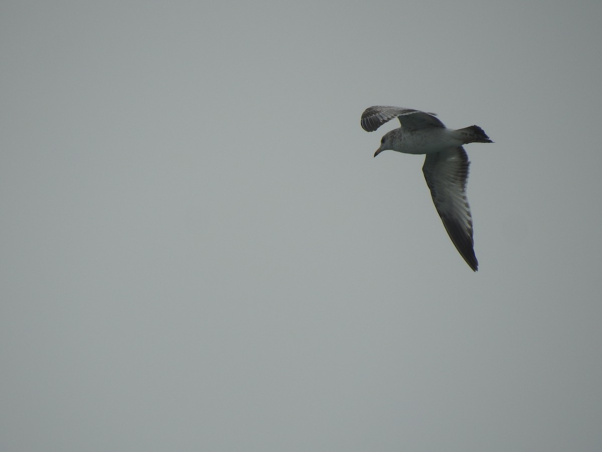 Gaviota de Delaware - ML647850218