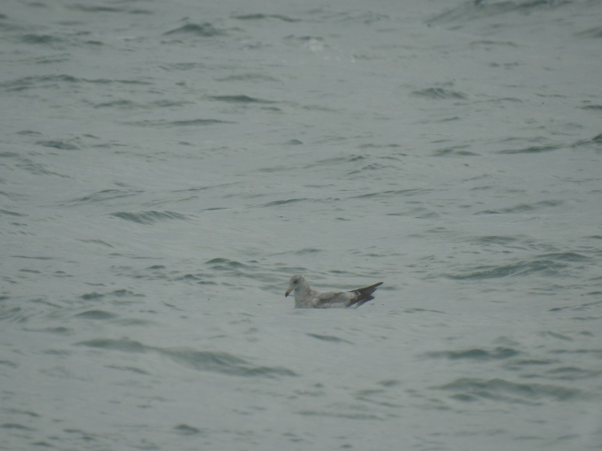 Gaviota de Delaware - ML647850220