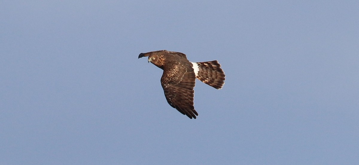 Aguilucho de Hudson - ML647850222