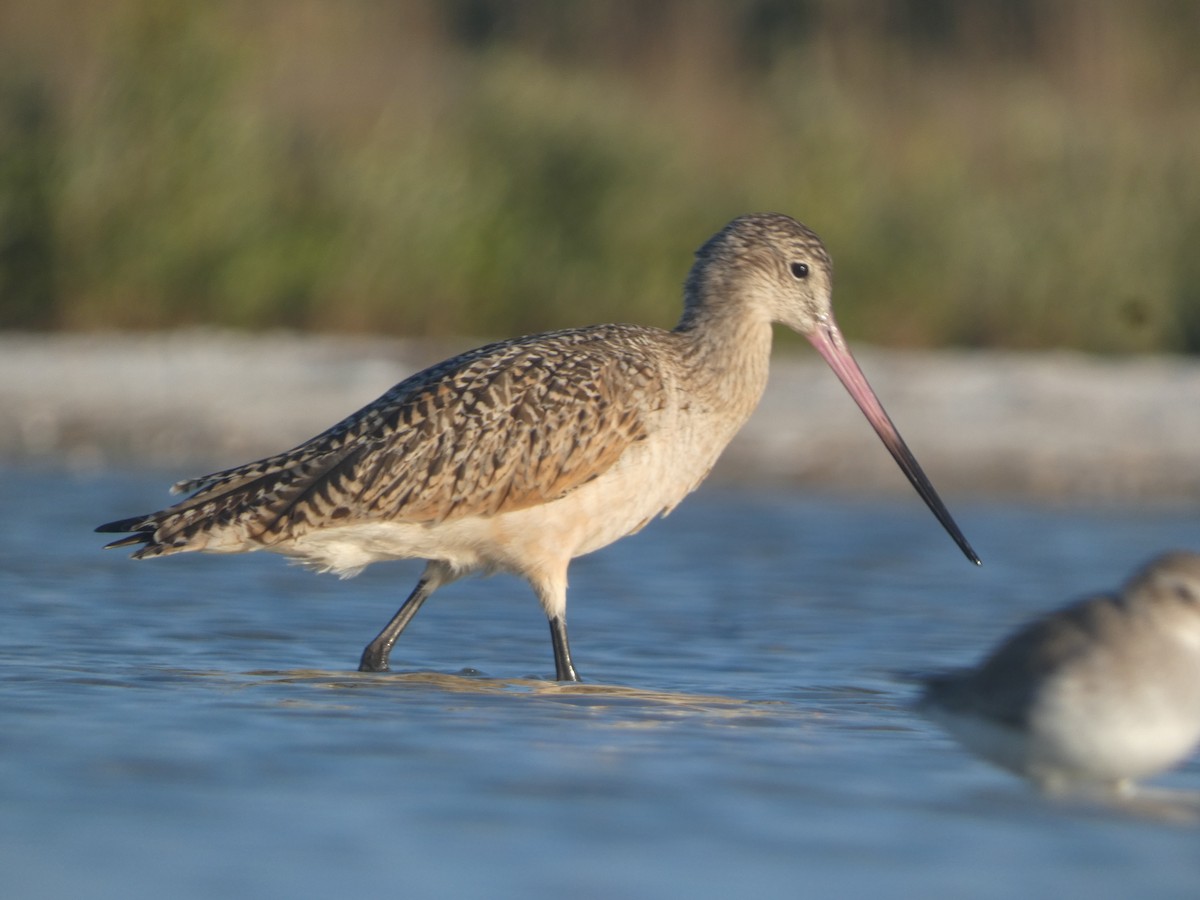 Aguja Canela - ML647850223