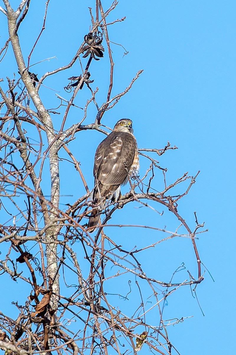 Gavilán Americano - ML647850224