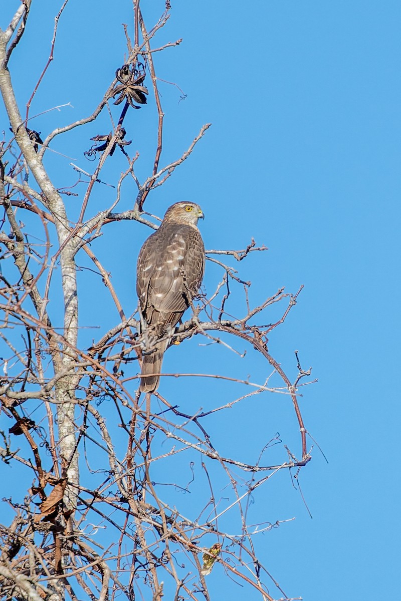 Gavilán Americano - ML647850225