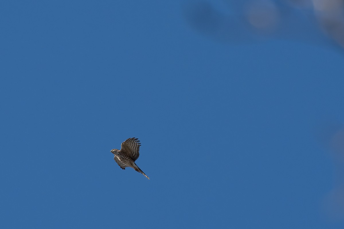 Gavilán Americano - ML647850226