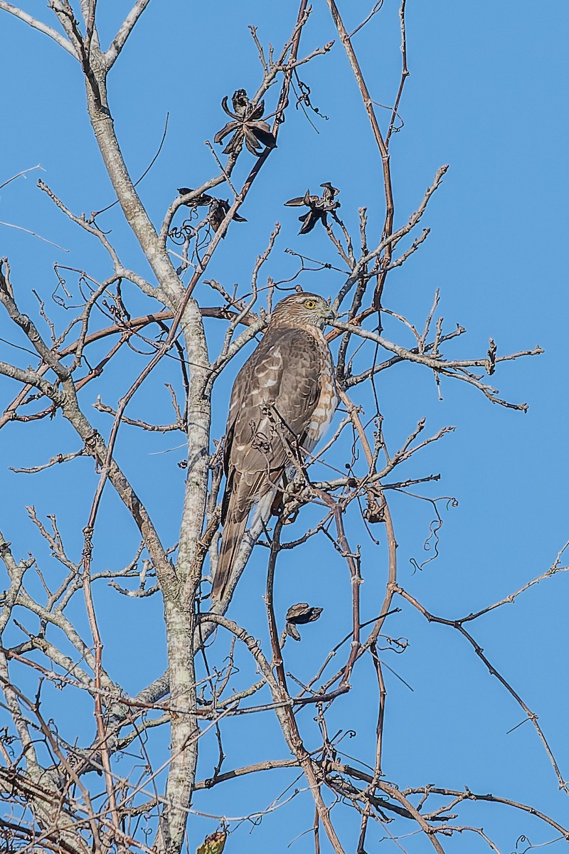Gavilán Americano - ML647850227
