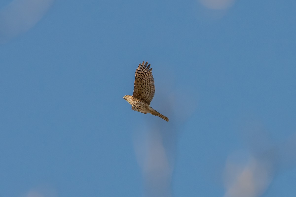 Gavilán Americano - ML647850228