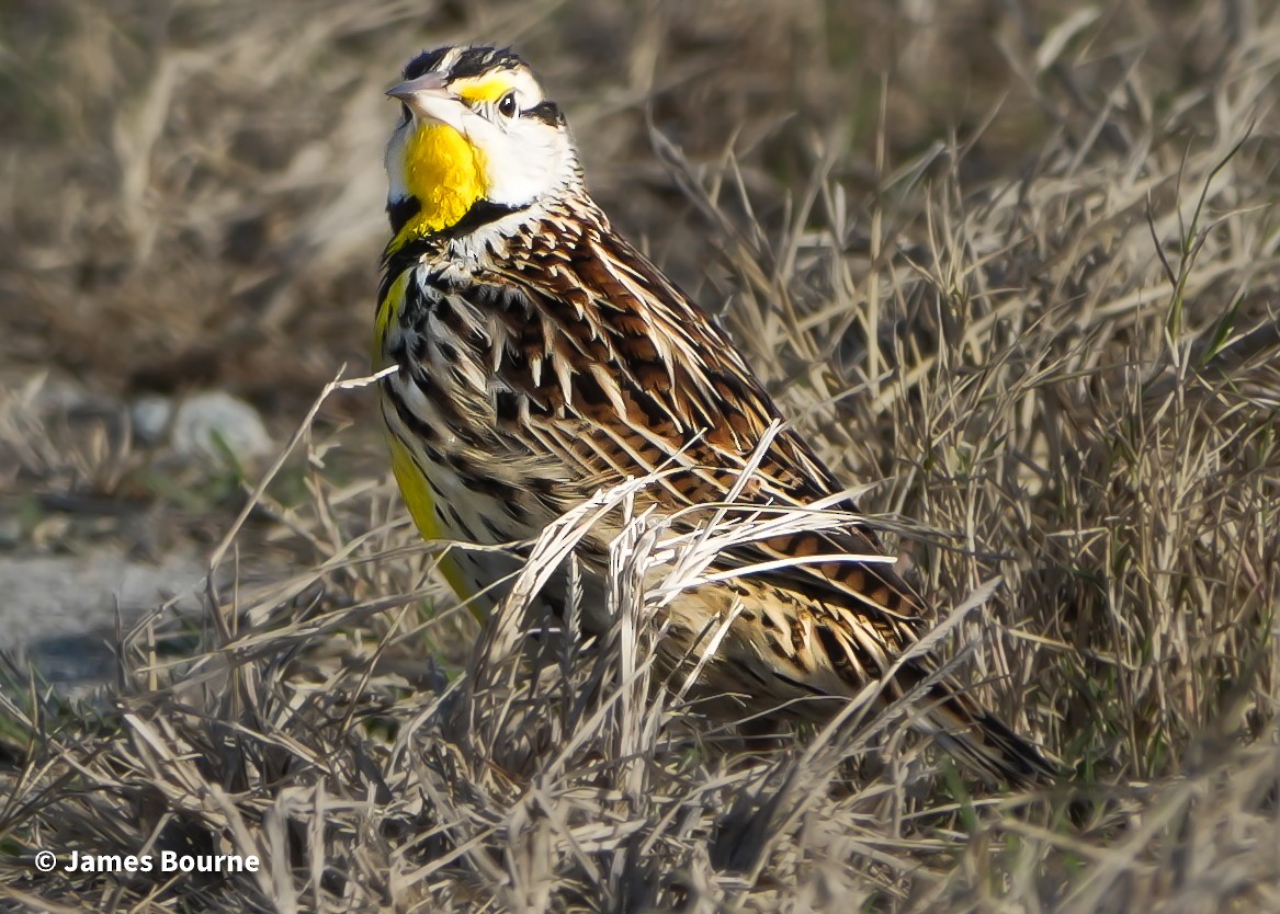 Pradero Oriental - ML647850229