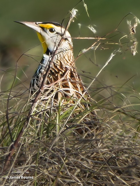 Pradero Oriental - ML647850230