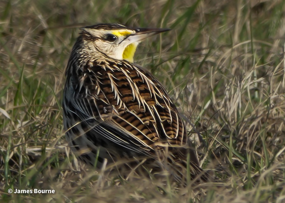 Pradero Oriental - ML647850231