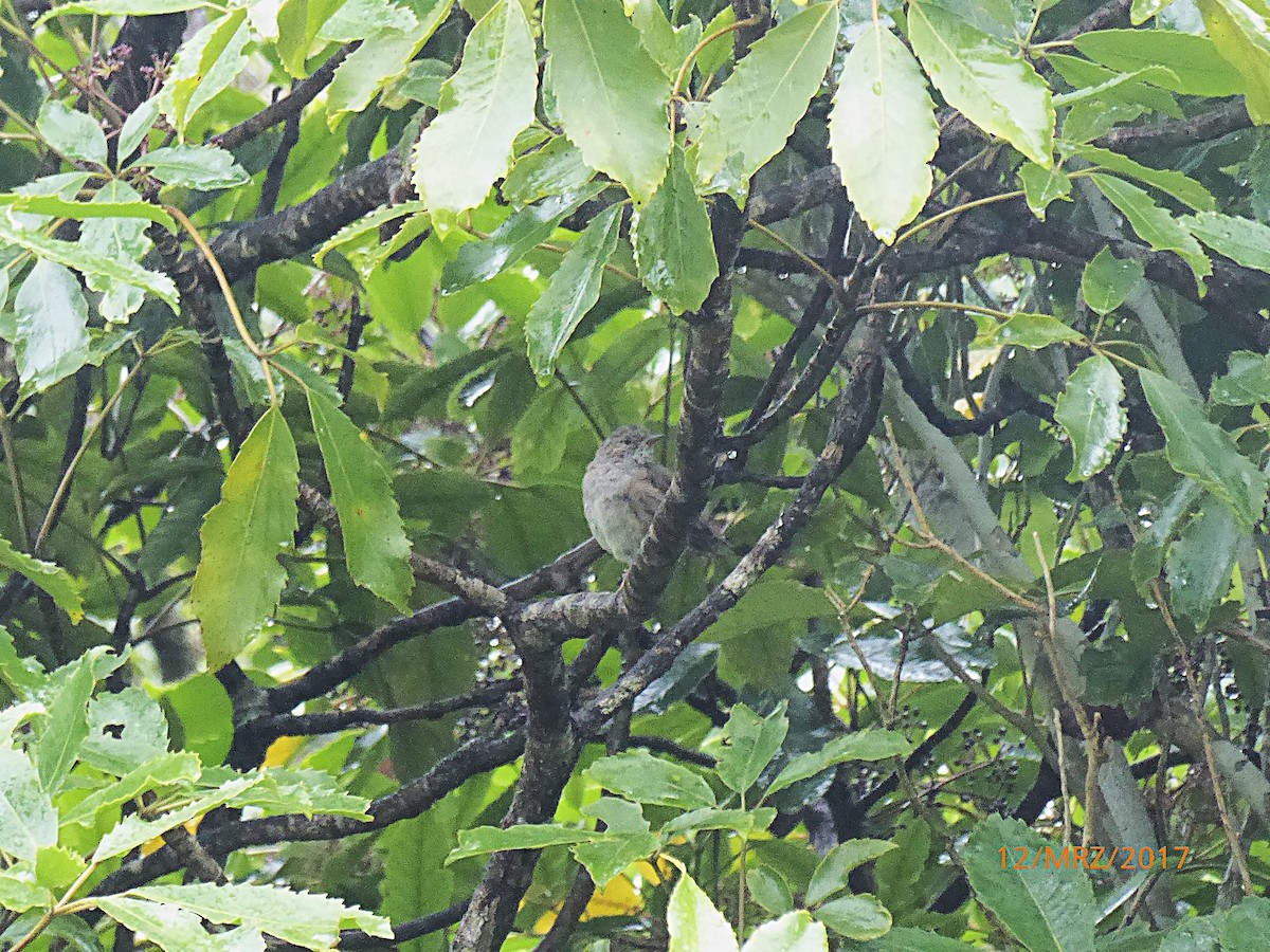 סתרי מצוי - ML647850232