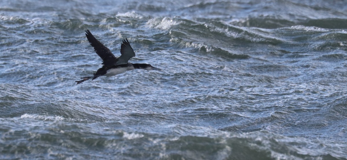 potáplice lední - ML647850239