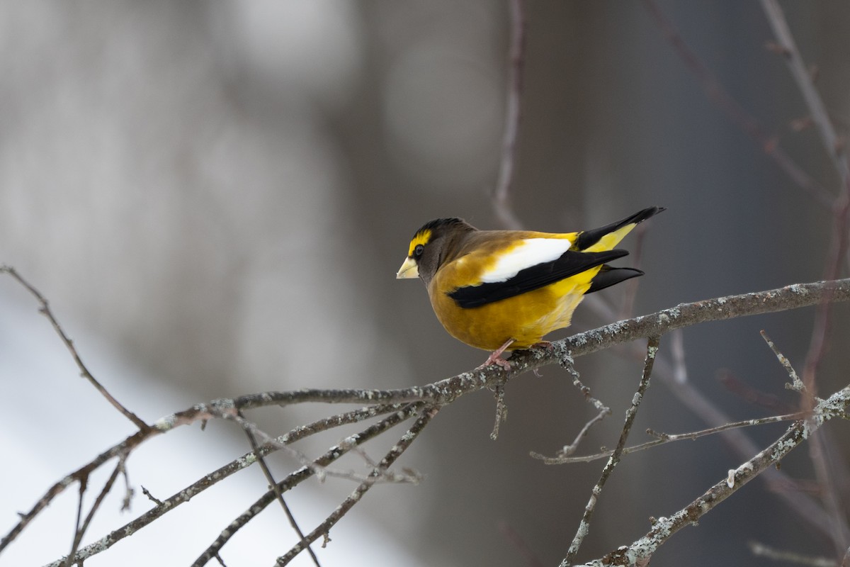 キビタイシメ - ML647850256