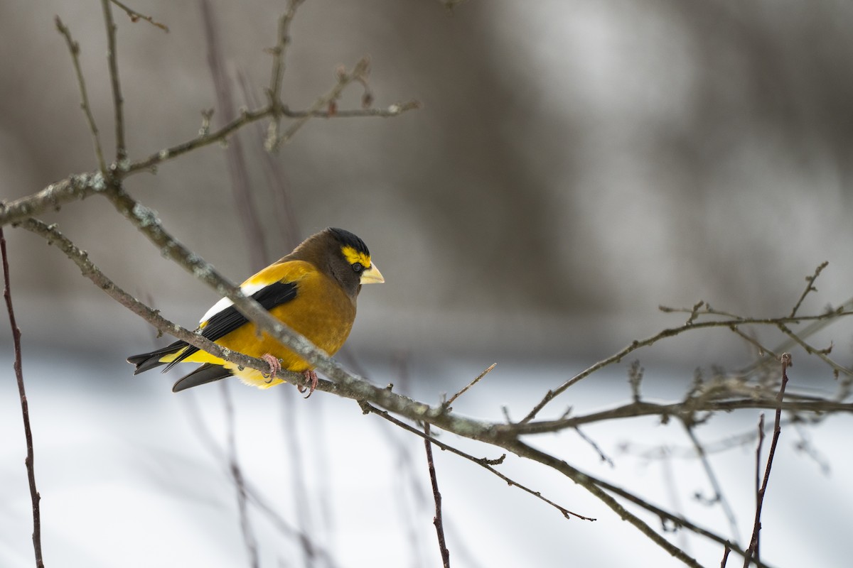 キビタイシメ - ML647850261