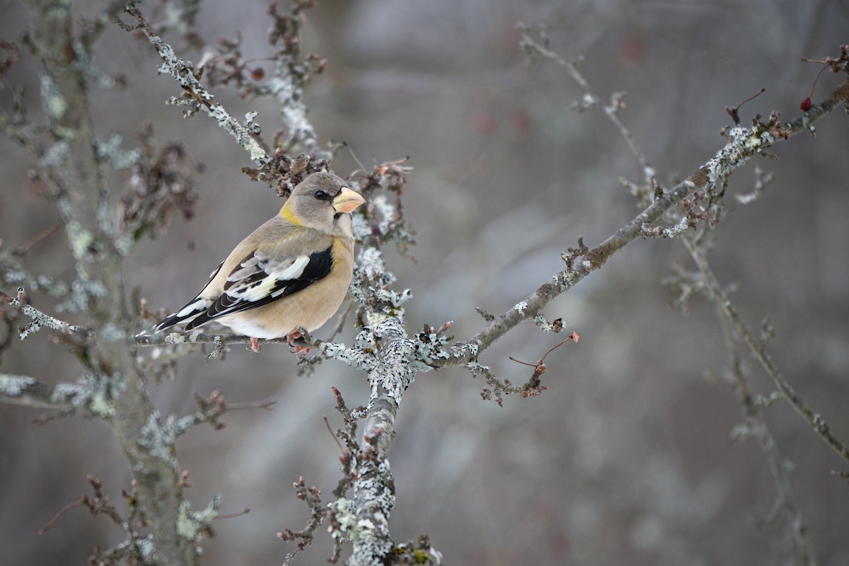 キビタイシメ - ML647850262