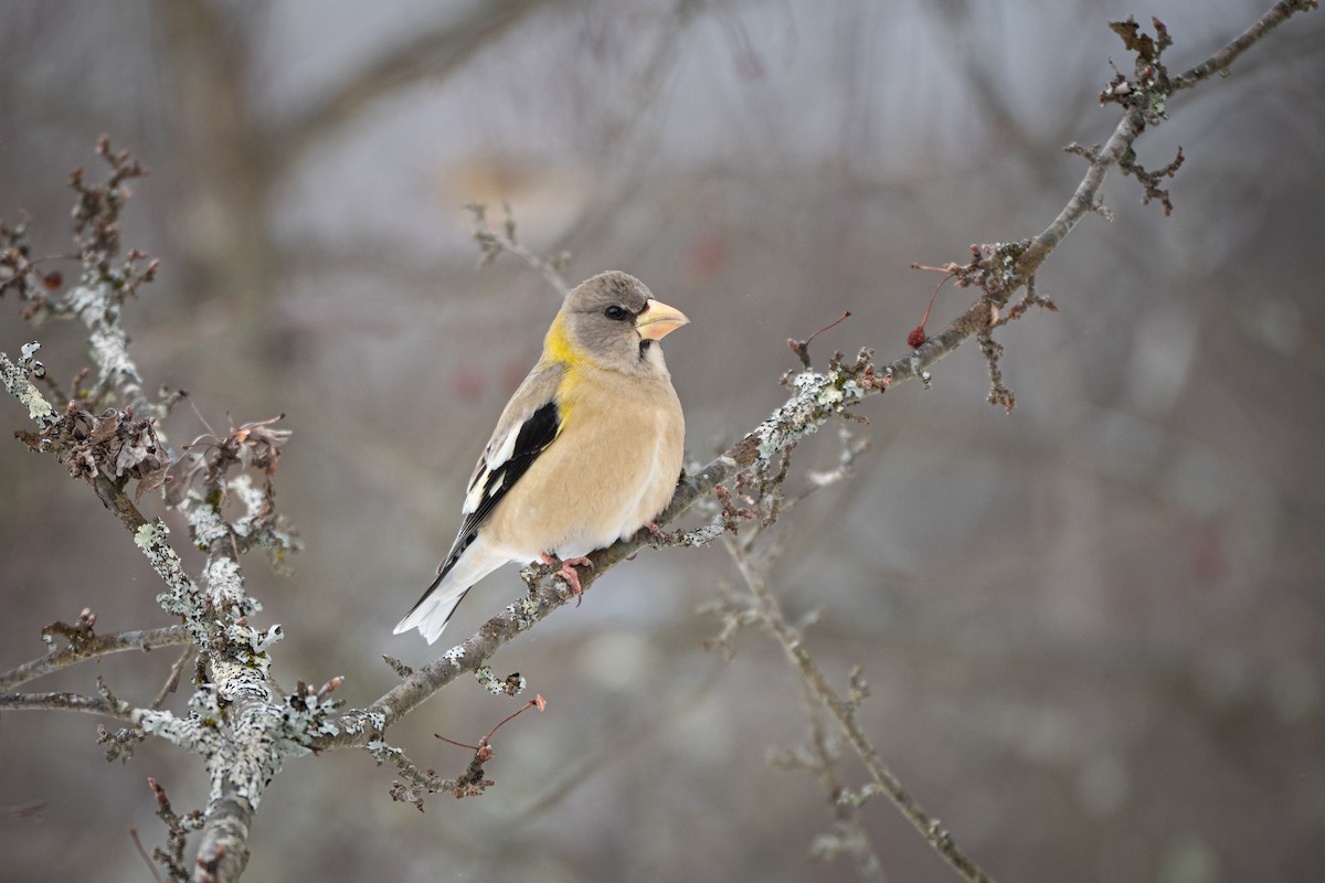 キビタイシメ - ML647850263