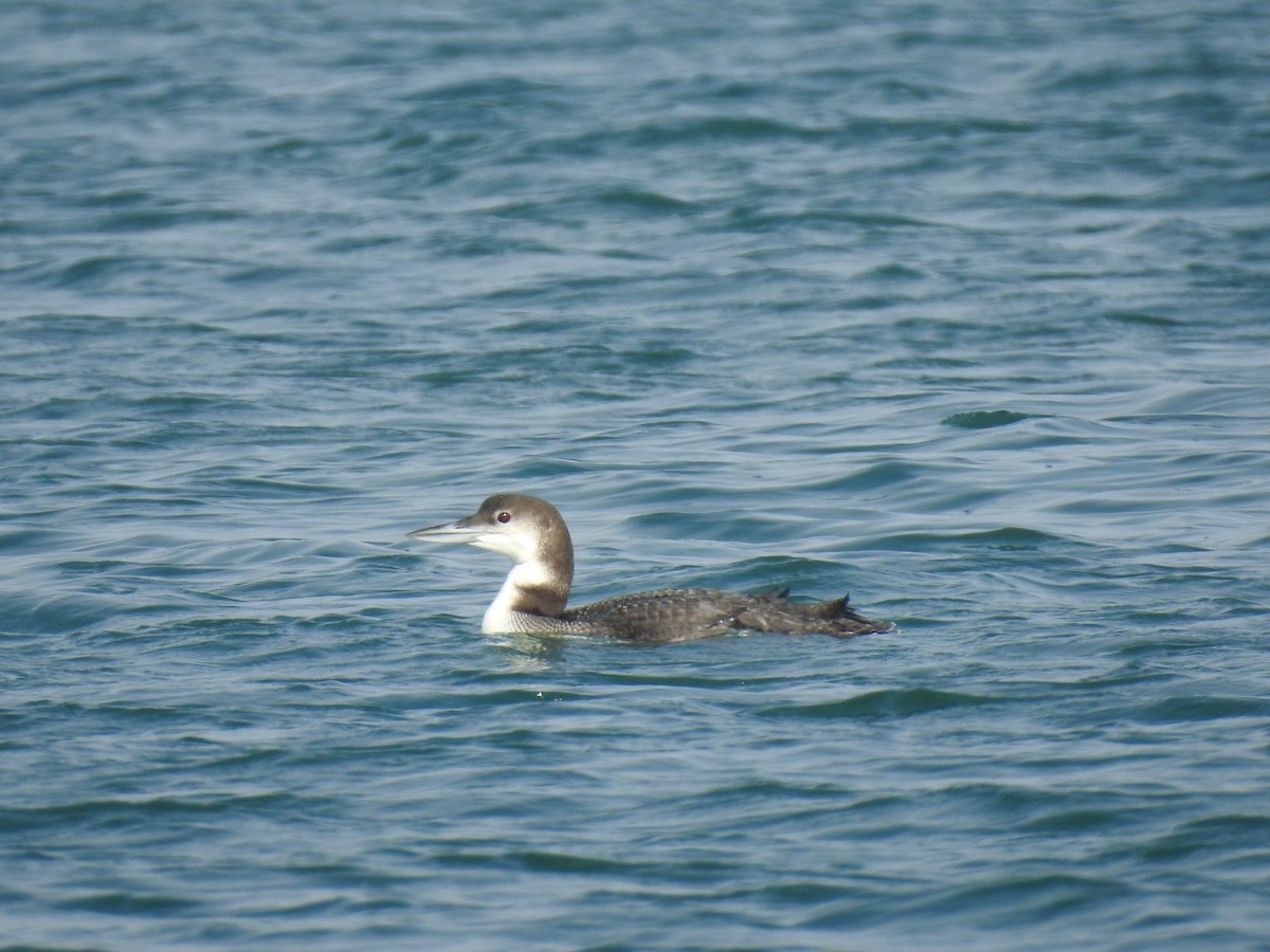 potáplice lední - ML647850306