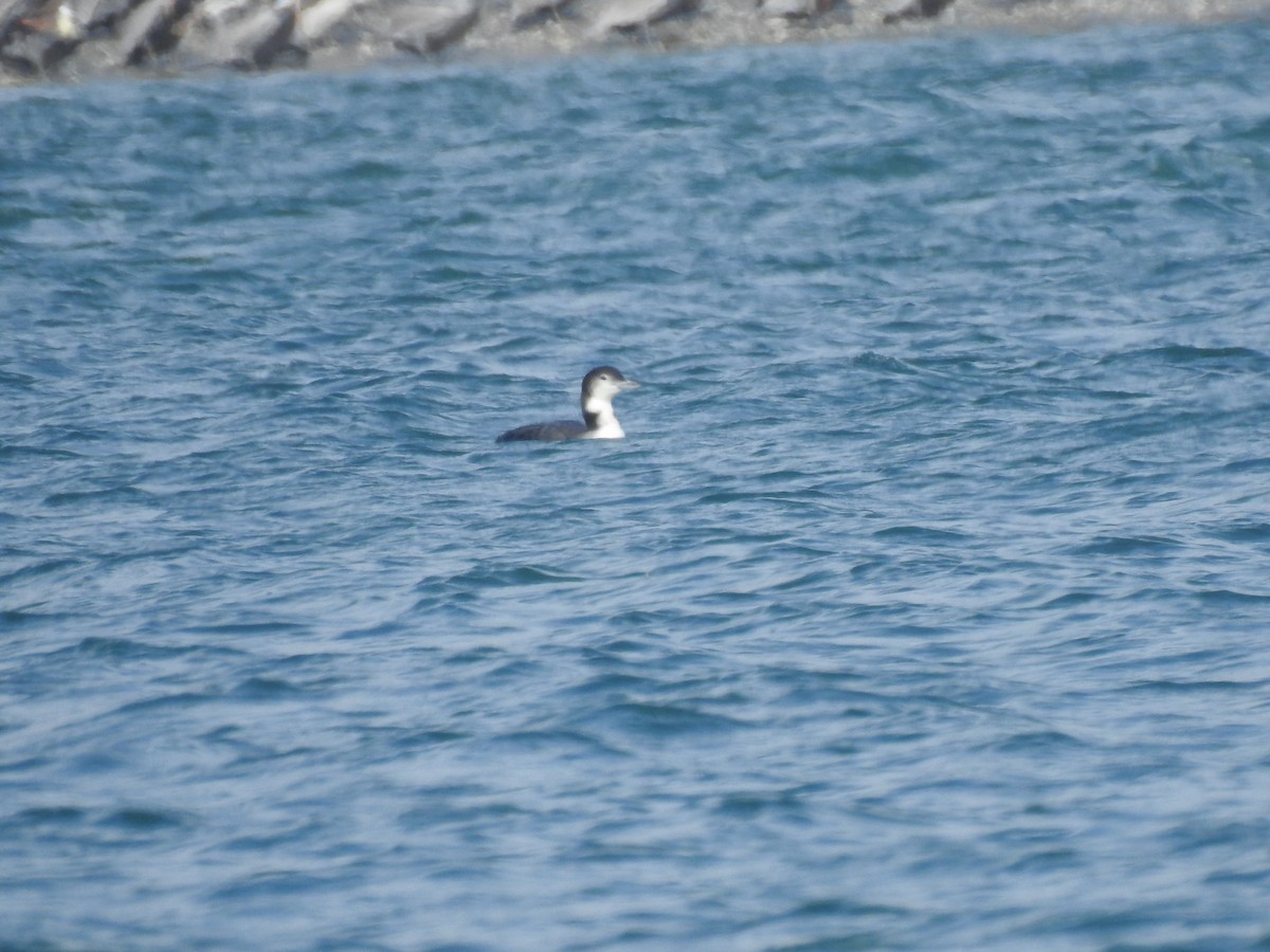 potáplice lední - ML647850320