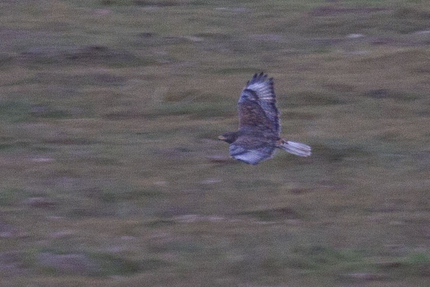 kongevåk - ML647850321