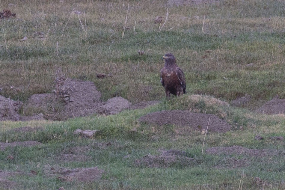 kongevåk - ML647850322