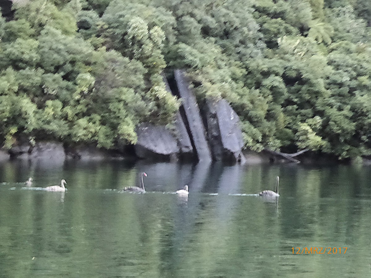 ברבור שחור - ML647850332
