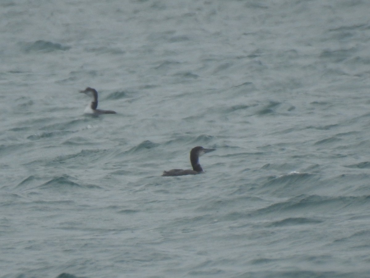 potáplice lední - ML647850361