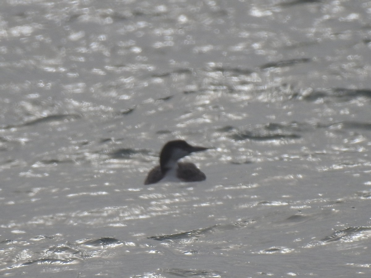 potáplice lední - ML647850363