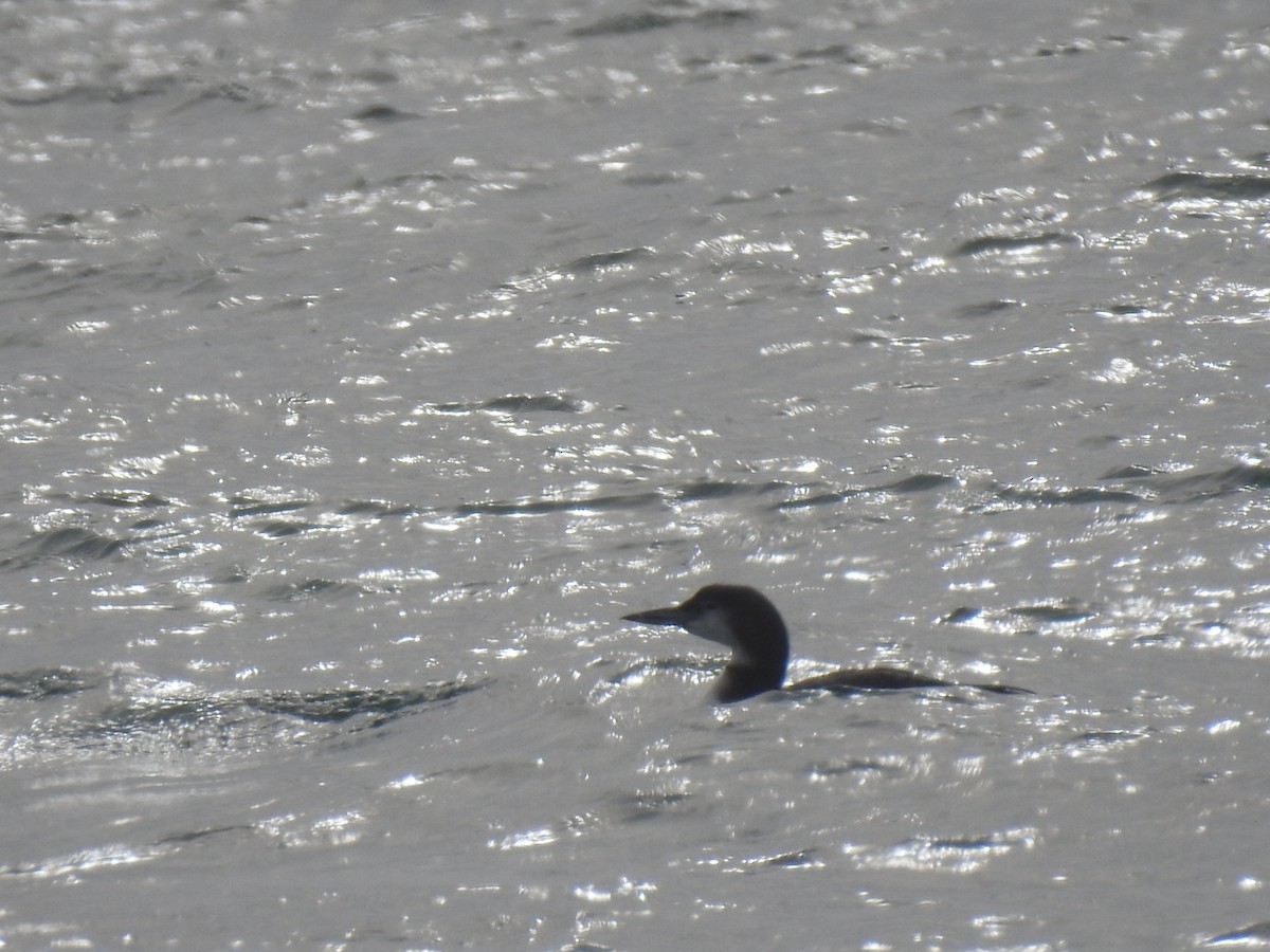 potáplice lední - ML647850364