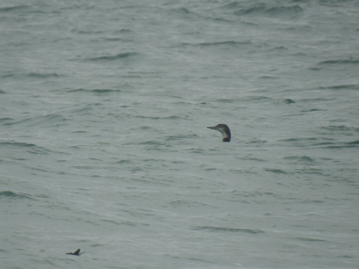 potáplice lední - ML647850365