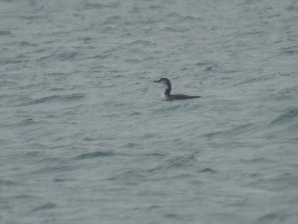 potáplice lední - ML647850366