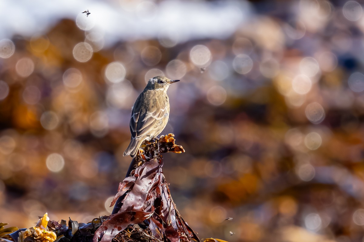 Bisbita Costero - ML647850386