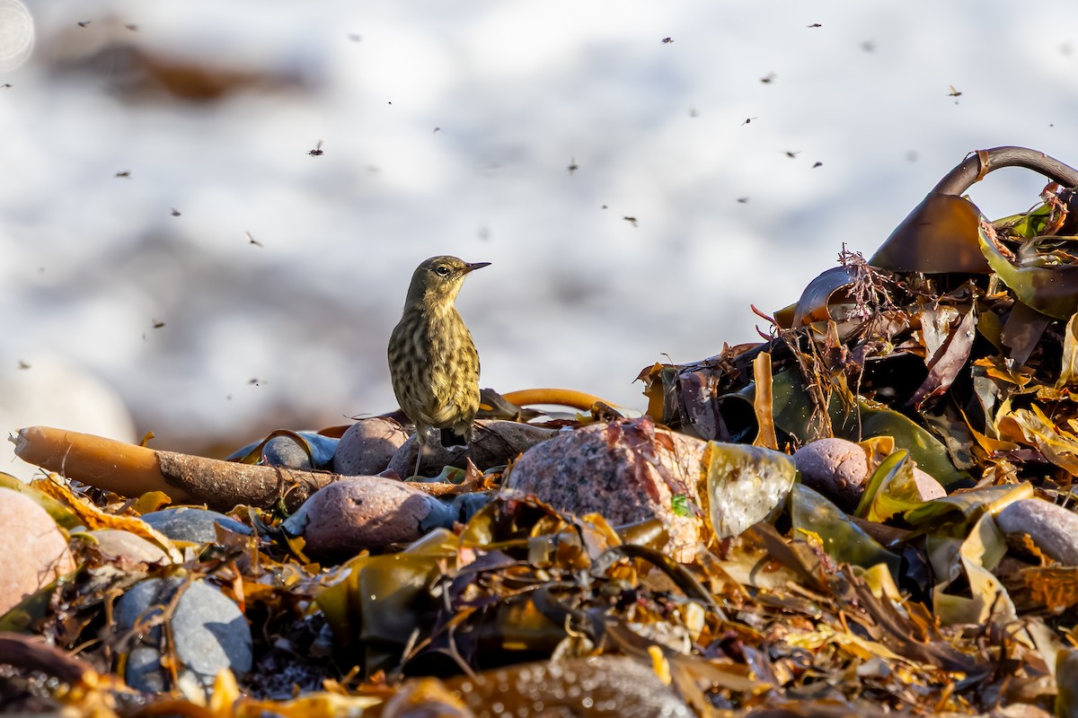 Bisbita Costero - ML647850387